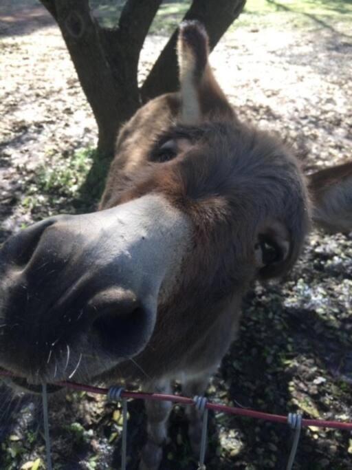 マリポサ Wonky Donkey Den 30 Mi To Yosemite Arch Entranceヴィラ エクステリア 写真