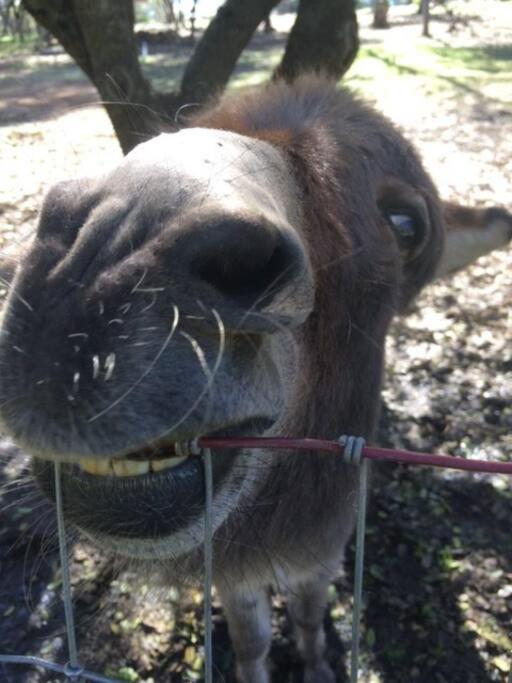 マリポサ Wonky Donkey Den 30 Mi To Yosemite Arch Entranceヴィラ エクステリア 写真